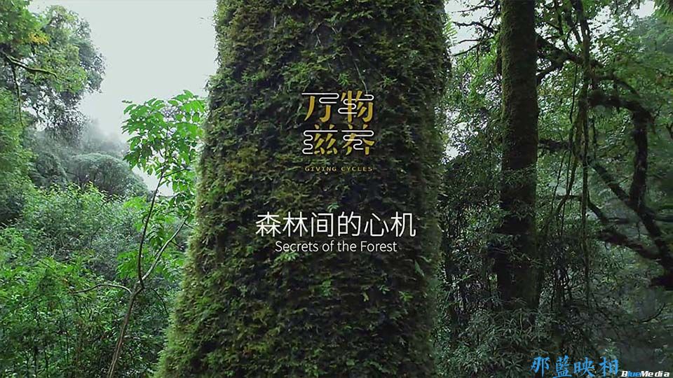 森林纪录 · 万物之间